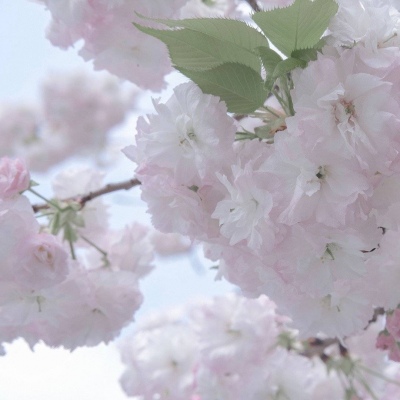 Furry插画元素设计FurryQQ群